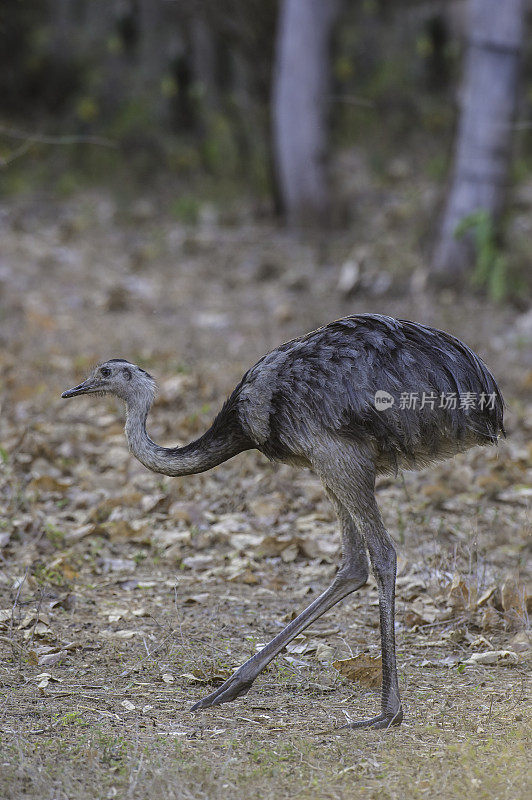 美洲美洲鸵(rhea americana)是一种不会飞的鸟，发现于南美洲东部，在巴西潘塔纳尔发现